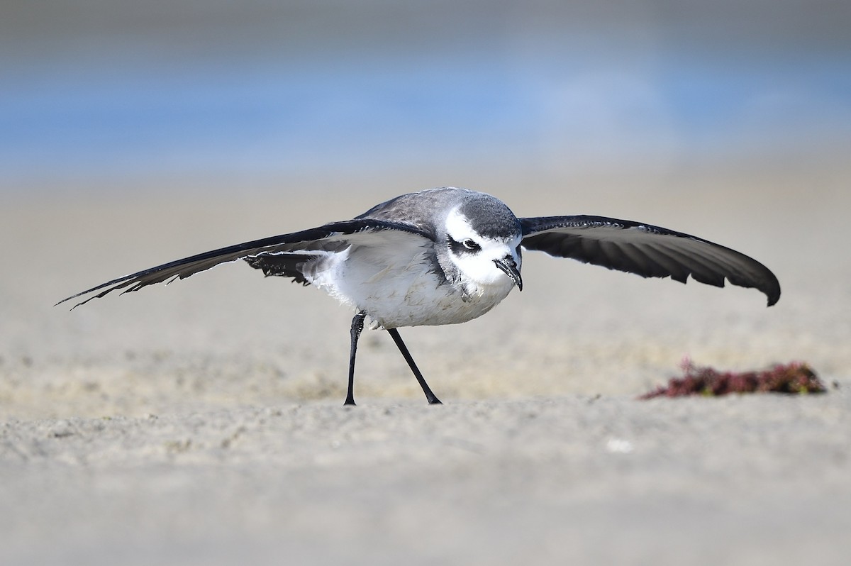 White-faced Storm-Petrel - ML614609519