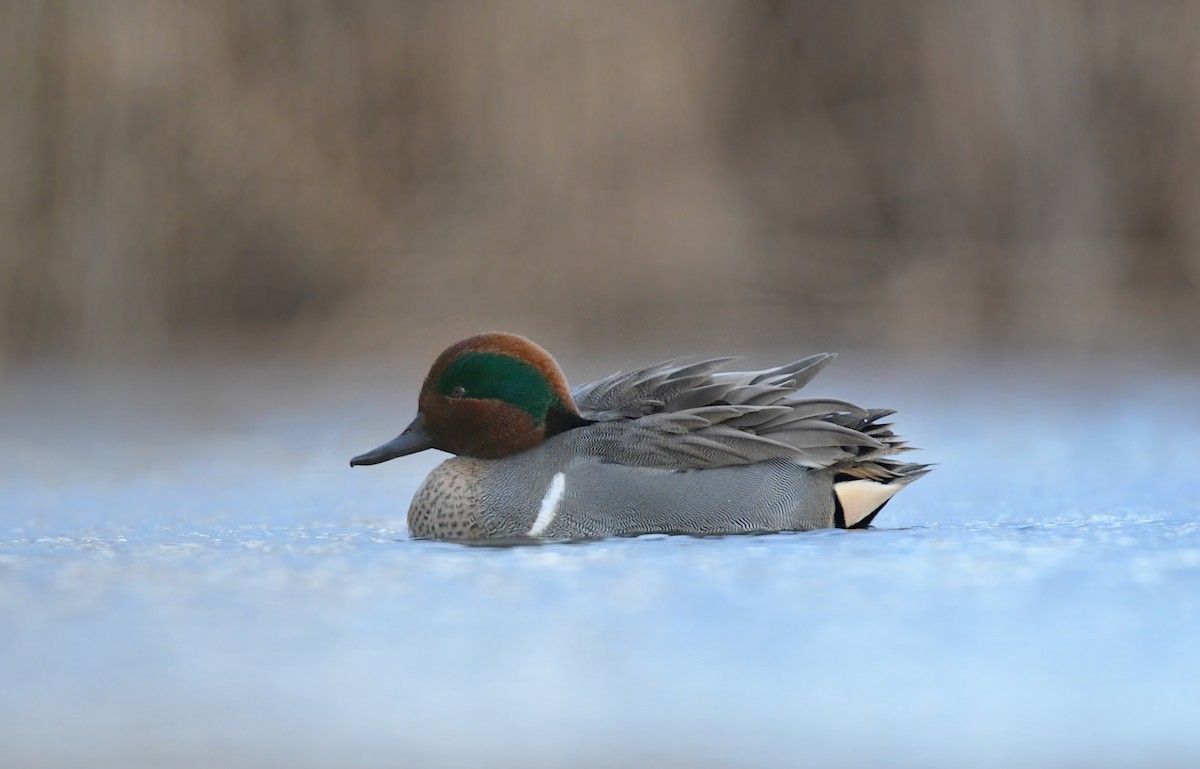 Green-winged Teal - ML614609566