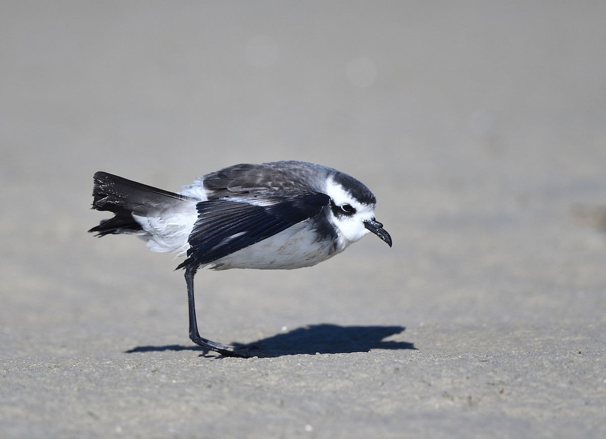 White-faced Storm-Petrel - ML614609587