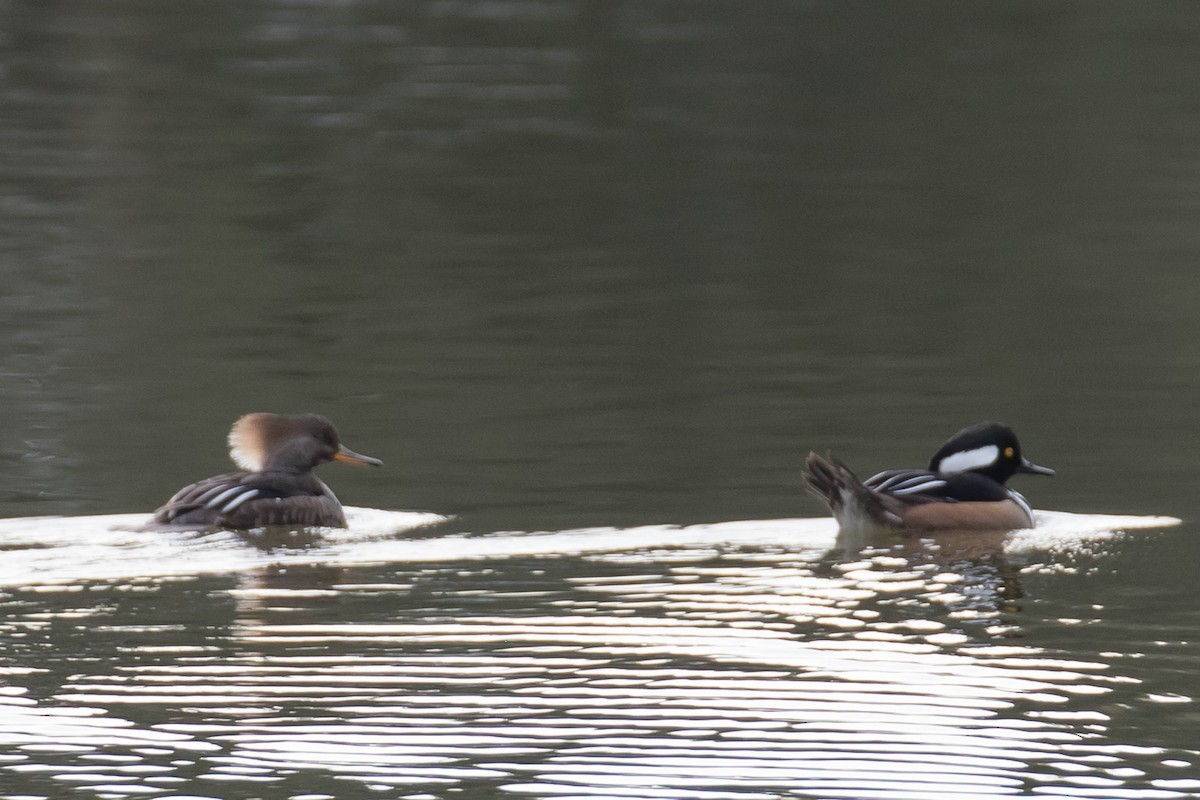 Hooded Merganser - ML614609749