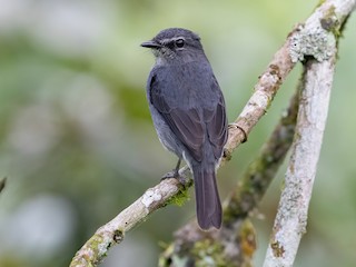  - Dusky-blue Flycatcher