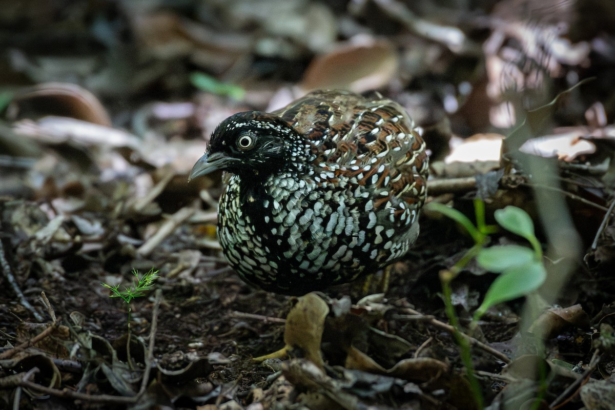 Black-breasted Buttonquail - ML614610188