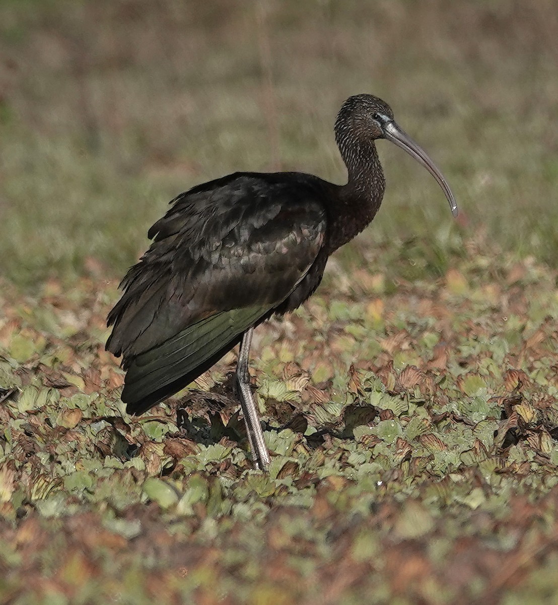 ibis hnědý - ML614610211