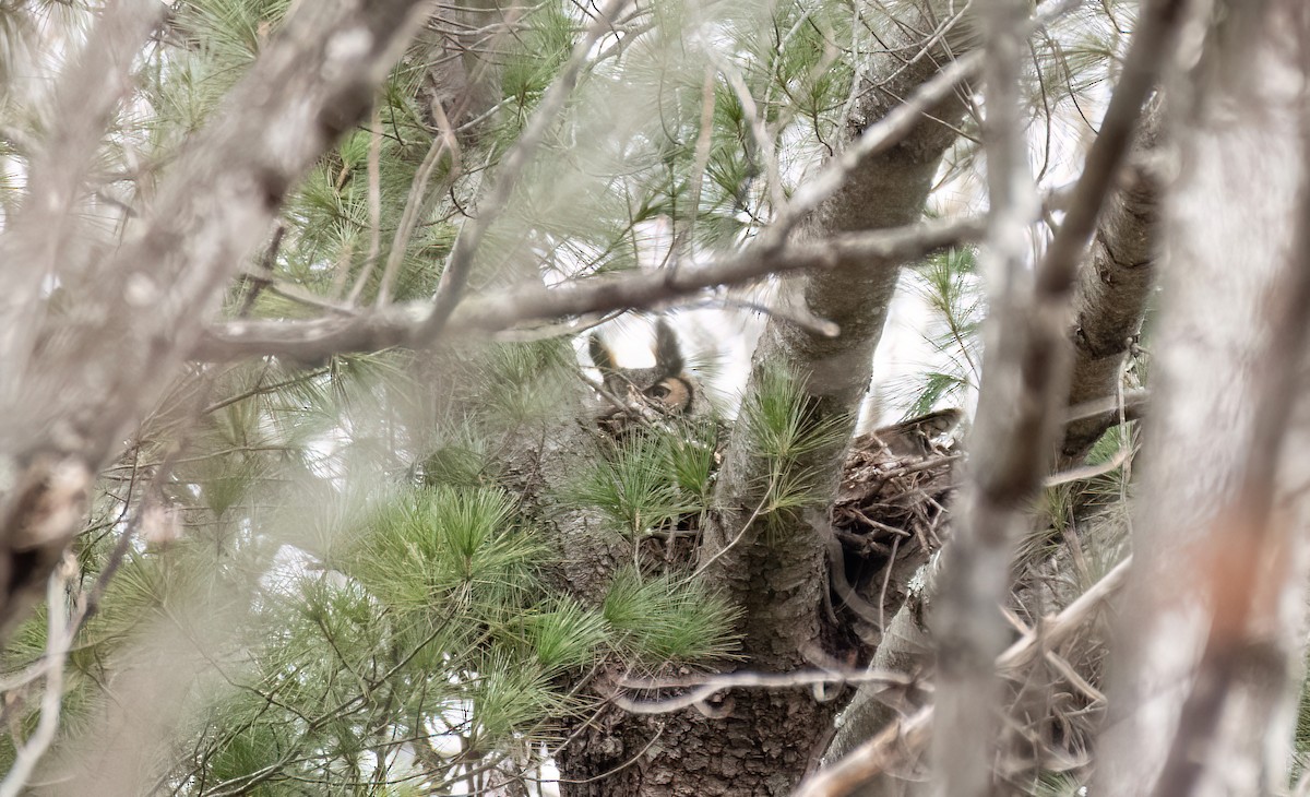 Great Horned Owl - ML614610292