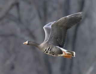 Greater White-fronted Goose, ML614610350