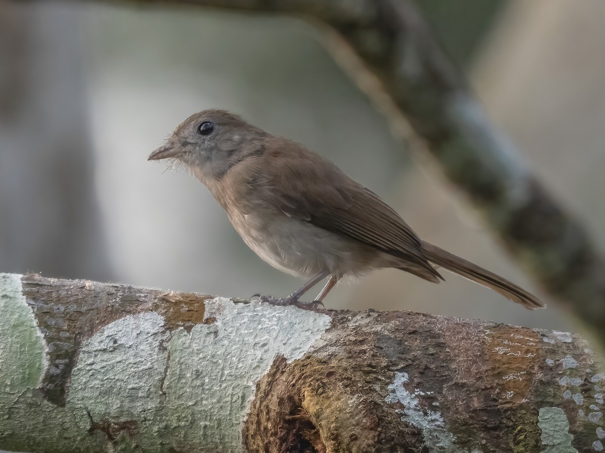 Olivaceous Flycatcher - Fraseria olivascens - Birds of the World