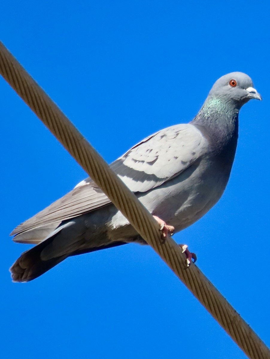 Rock Pigeon (Feral Pigeon) - ML614610658
