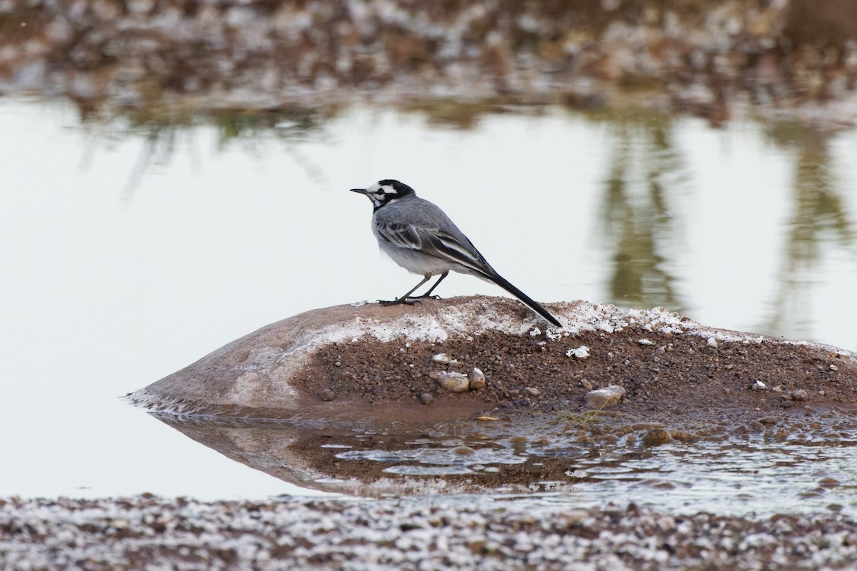 White Wagtail (Moroccan) - David Wright