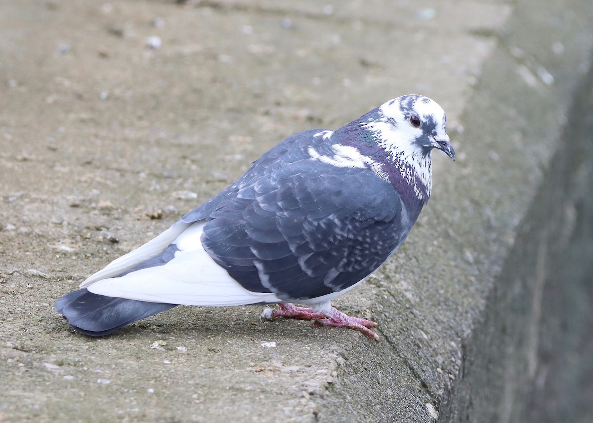 Rock Pigeon (Feral Pigeon) - ML614610783