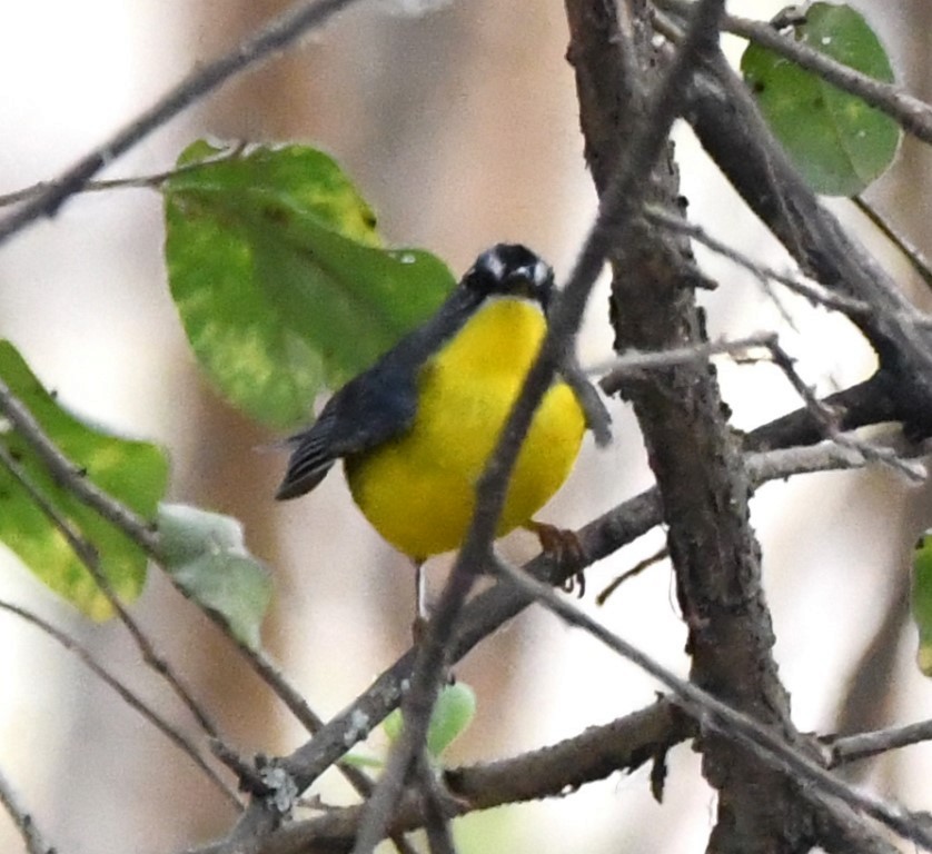 Gray-and-gold Warbler - ML614611003
