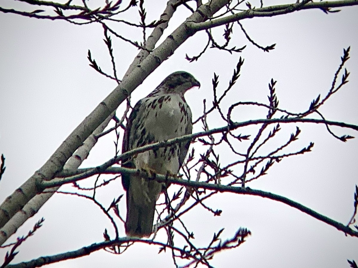 Red-tailed Hawk (Harlan's) - ML614611088