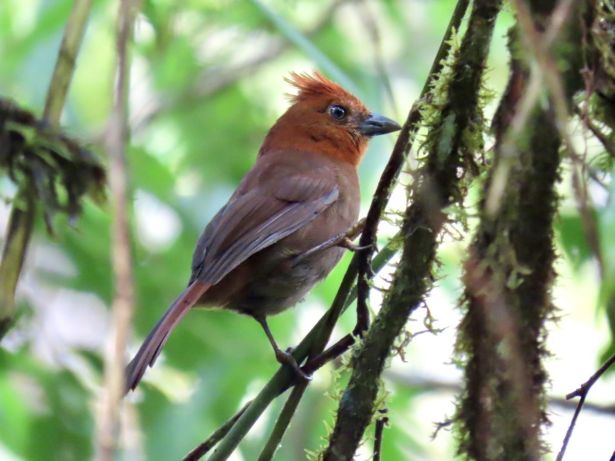 Crested Ant-Tanager - ML614611291
