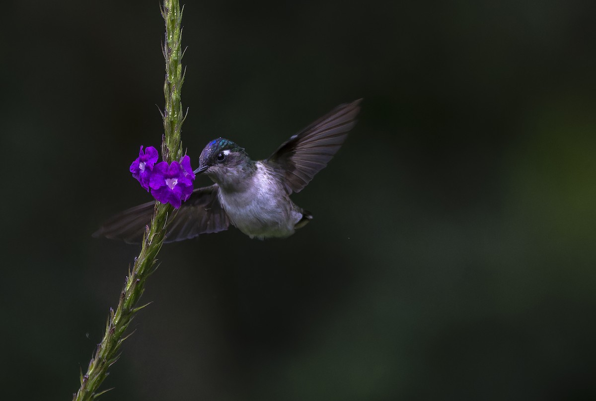 Violet-headed Hummingbird - David F. Belmonte
