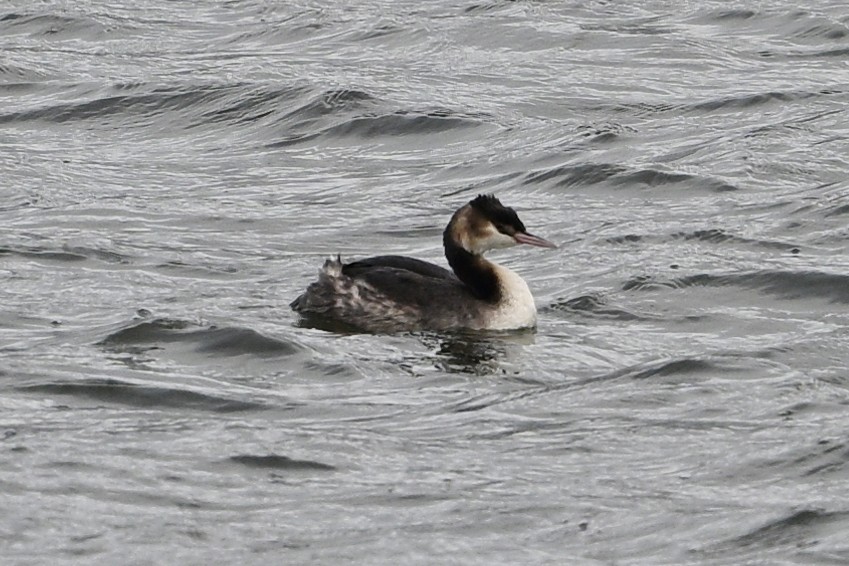 Great Crested Grebe - ML614611569