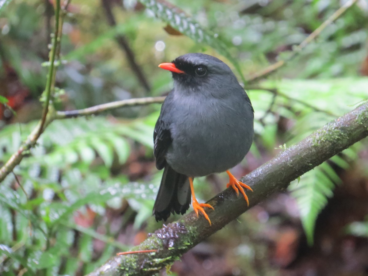Black-faced Solitaire - Rob Woodward