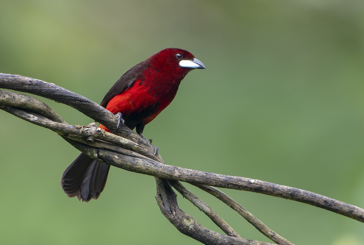 Black-bellied Tanager - ML614611970