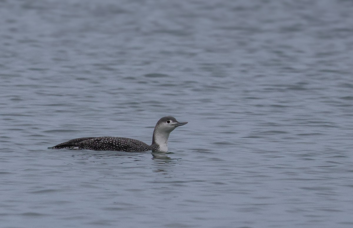 Red-throated Loon - ML614612062
