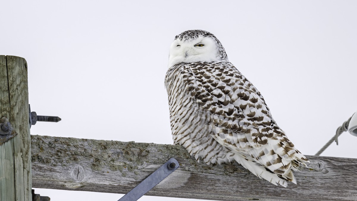 Snowy Owl - ML614612121