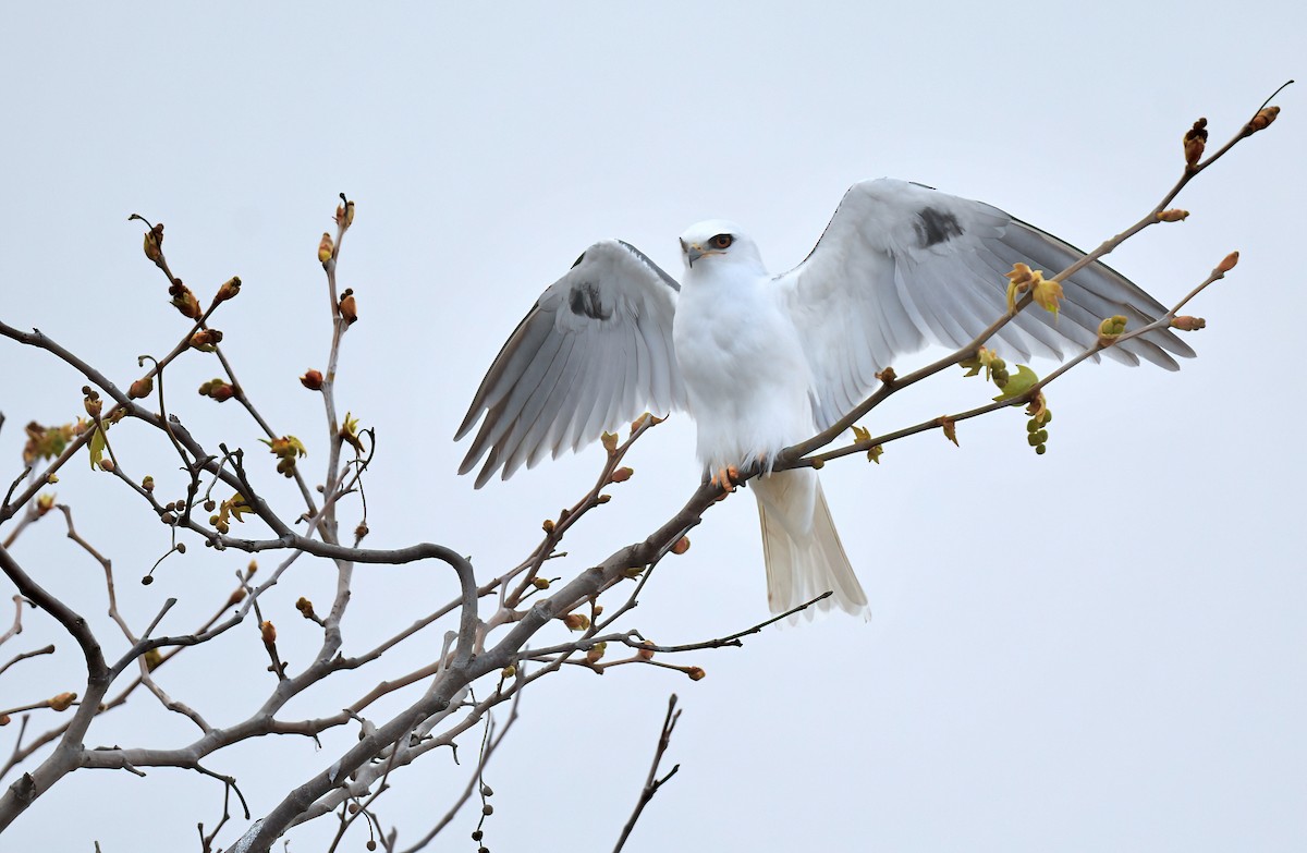 White-tailed Kite - Barbara Wise