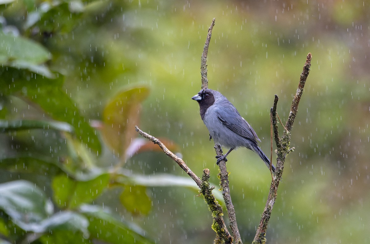 Black-faced Tanager - ML614612398