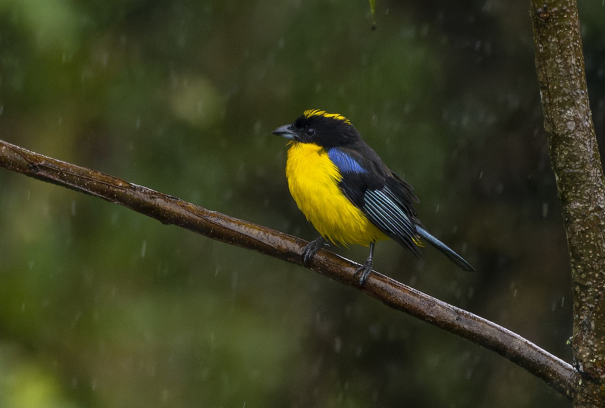 Blue-winged Mountain Tanager - David F. Belmonte