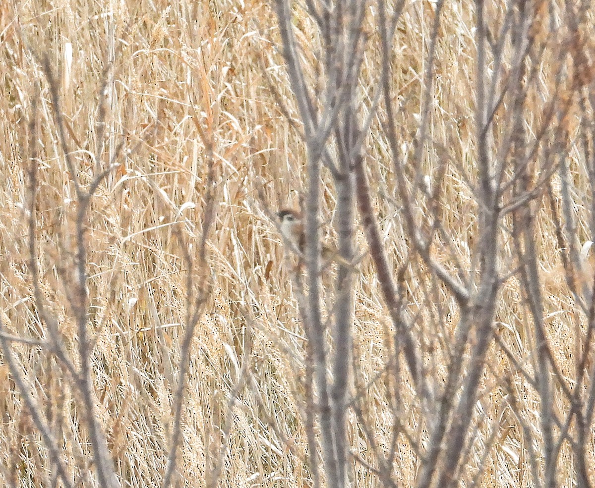 Eurasian Tree Sparrow - ML614612423
