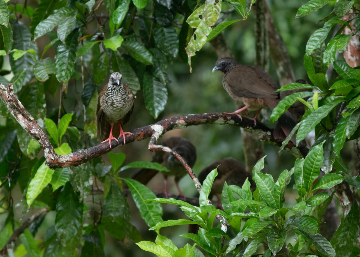 Speckled Chachalaca (Speckled) - ML614612553