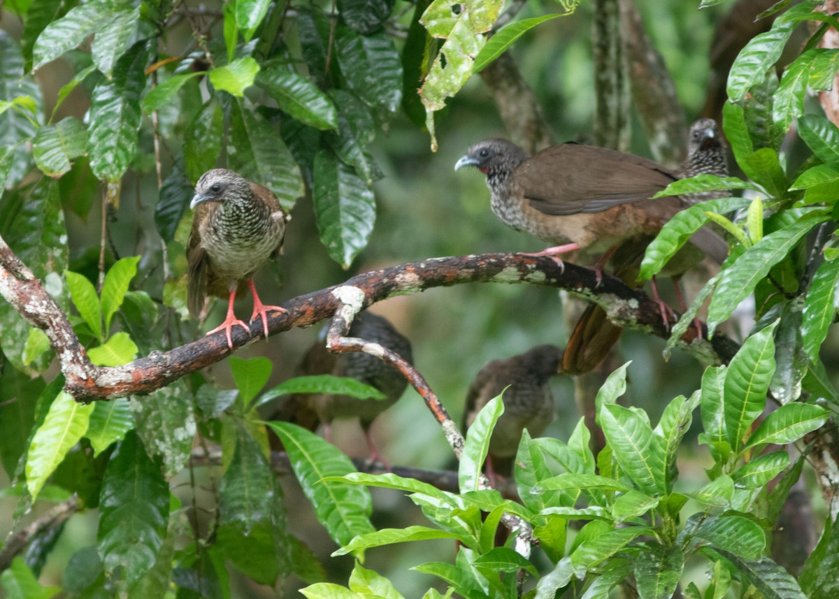 Speckled Chachalaca (Speckled) - Silvia Faustino Linhares