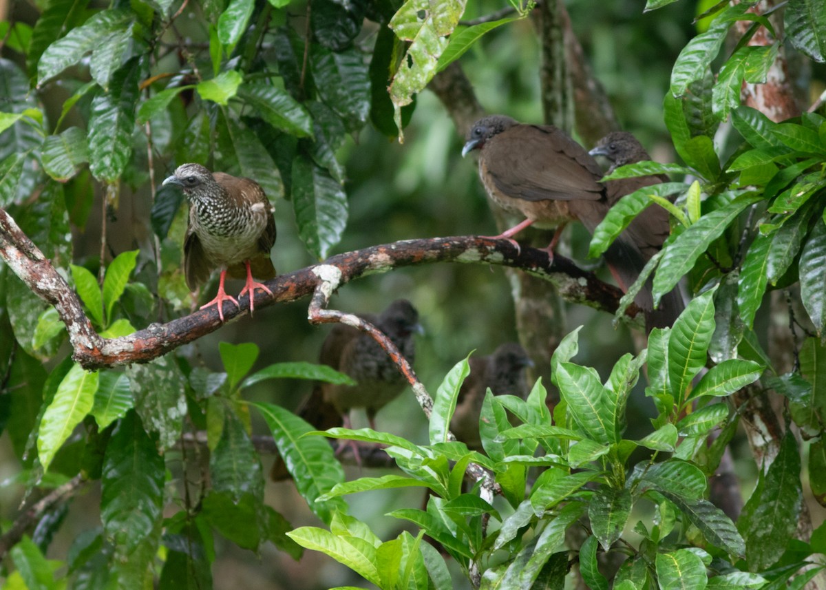 Speckled Chachalaca (Speckled) - ML614612558