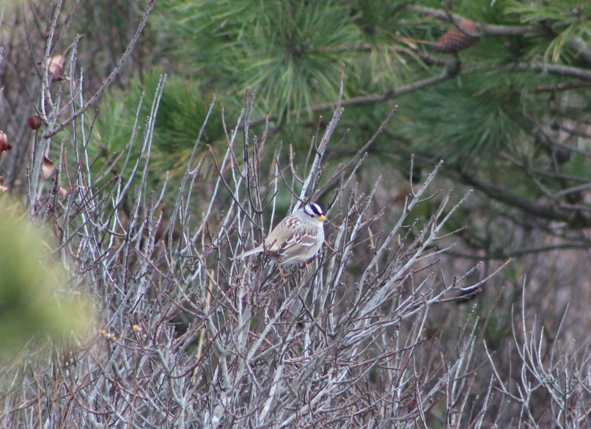 White-crowned Sparrow (Gambel's) - ML614612906