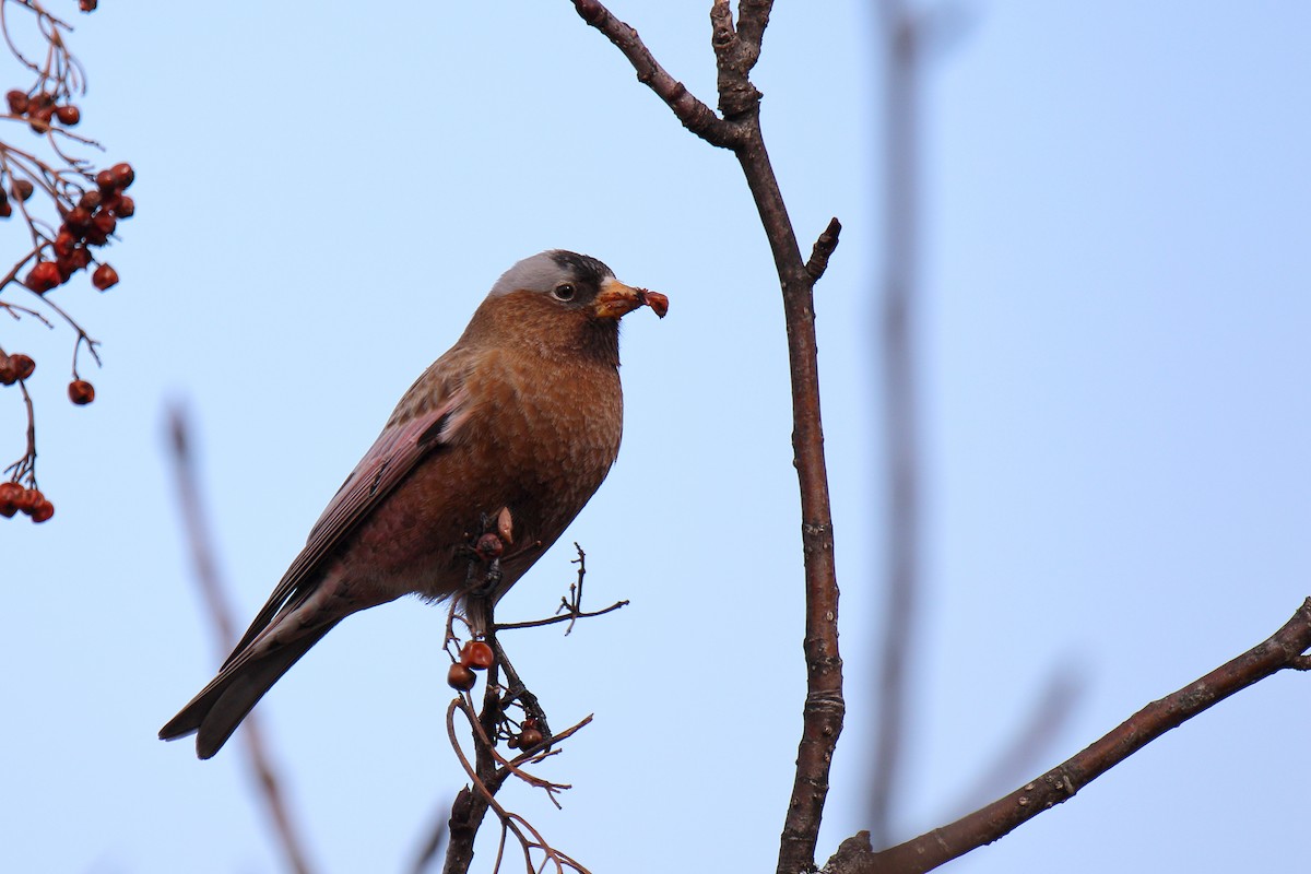 Gray-crowned Rosy-Finch - ML614613046