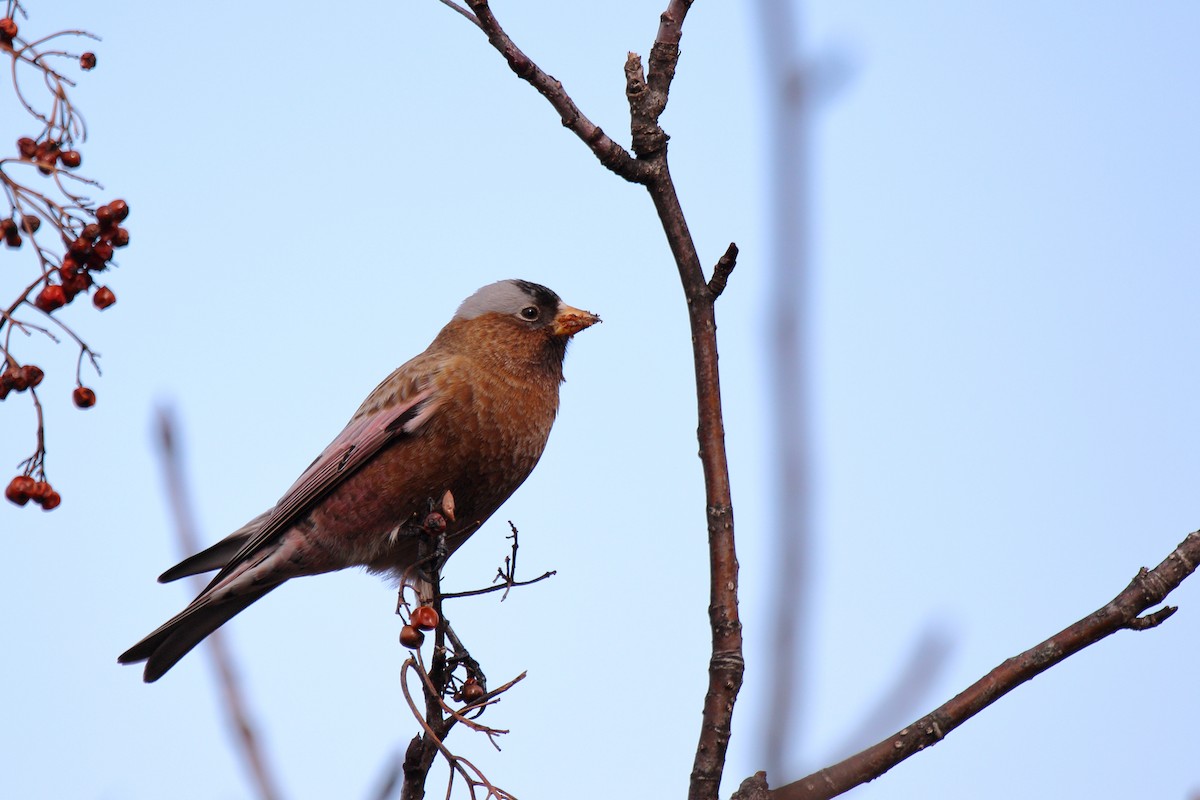 Gray-crowned Rosy-Finch - ML614613047