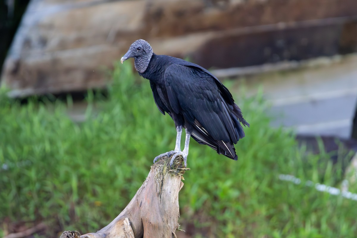 Black Vulture - ML614613104