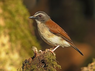  - Brown-chested Alethe (Chestnut-backed)