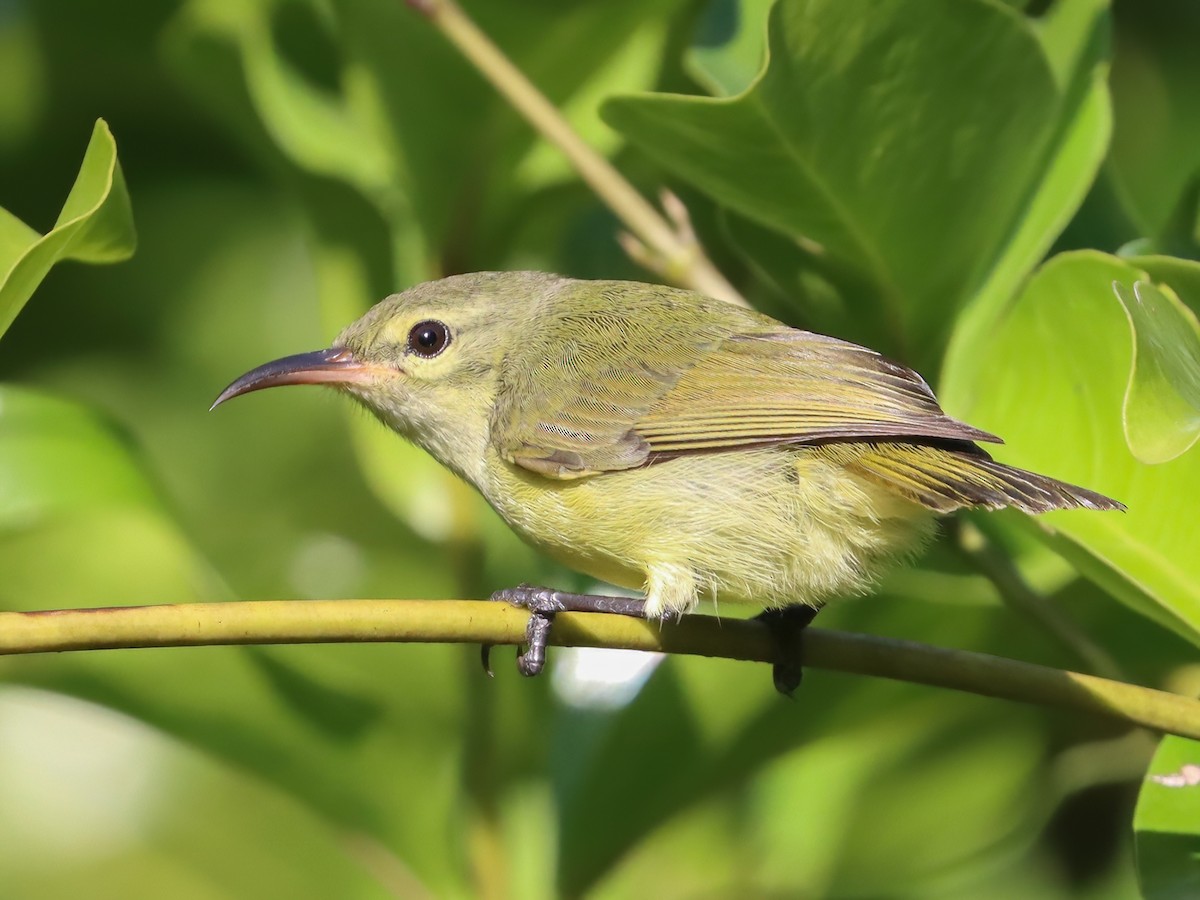 Little Green Sunbird - Anthreptes seimundi - Birds of the World