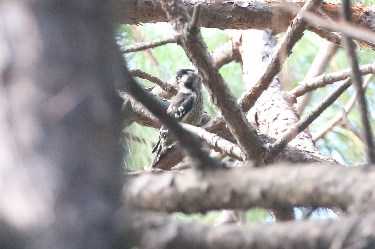 Gray-capped Pygmy Woodpecker - ML614613529
