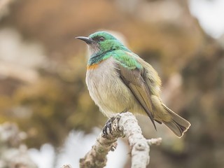  - Green Sunbird (Gray-throated)