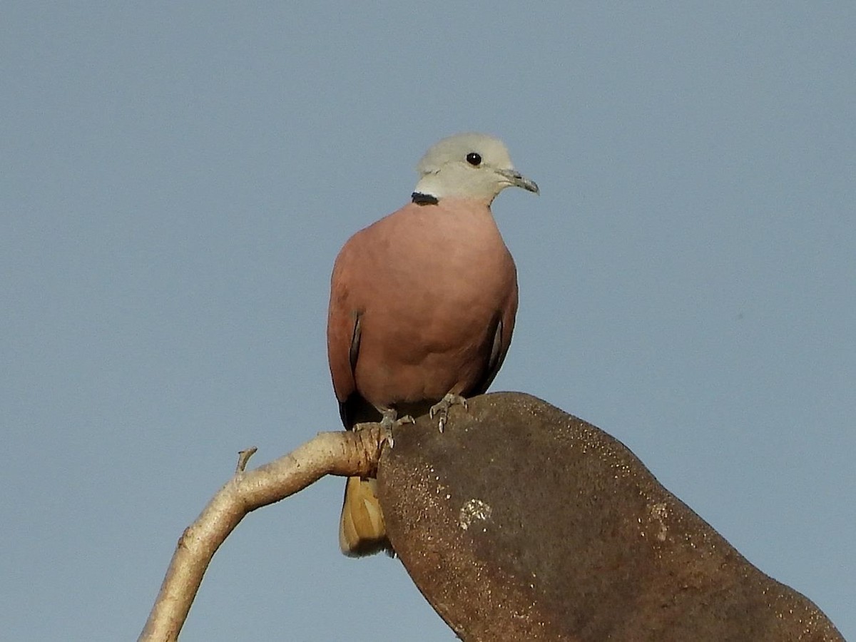 Red Collared-Dove - ML614613649