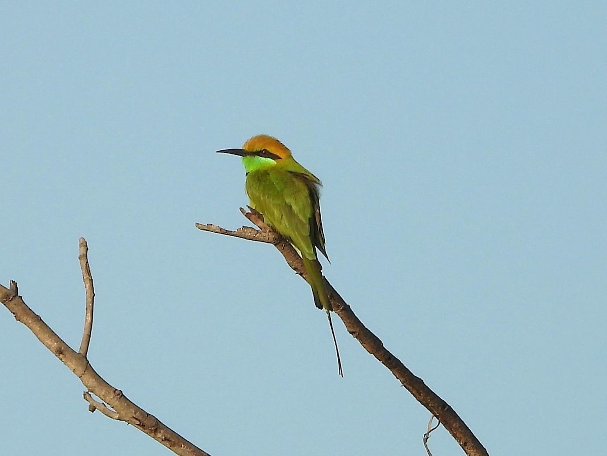 Asian Green Bee-eater - ML614613731