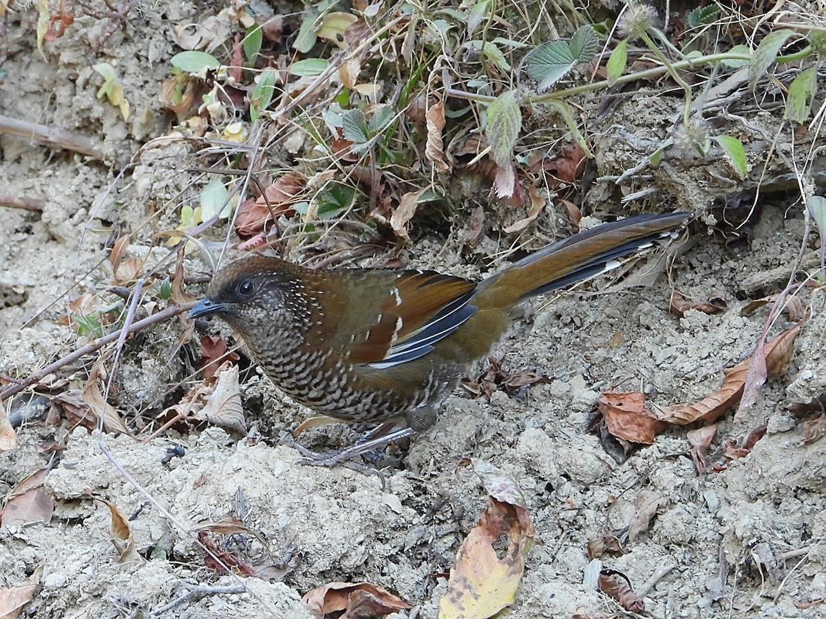 Brown-capped Laughingthrush - ML614613762