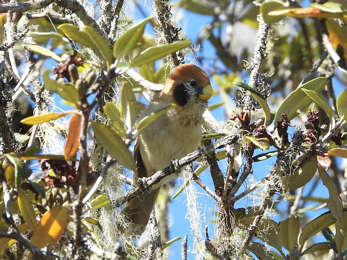 Spot-breasted Parrotbill - Barry Reed
