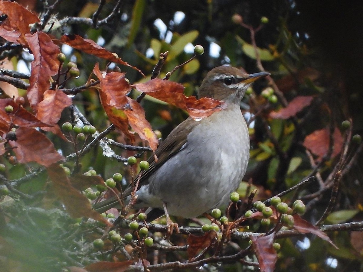 Gray-sided Thrush - Barry Reed