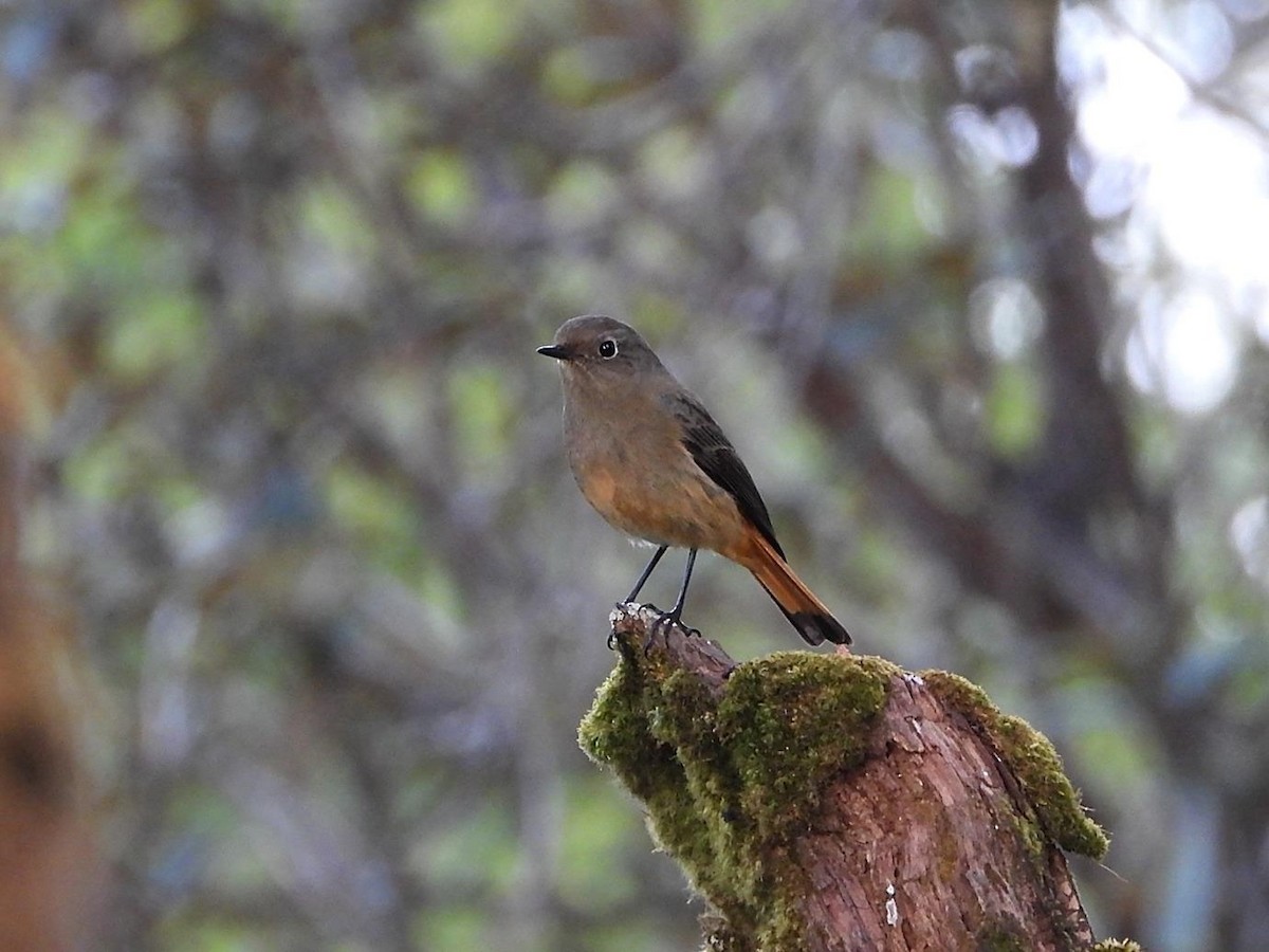 Blue-fronted Redstart - Barry Reed