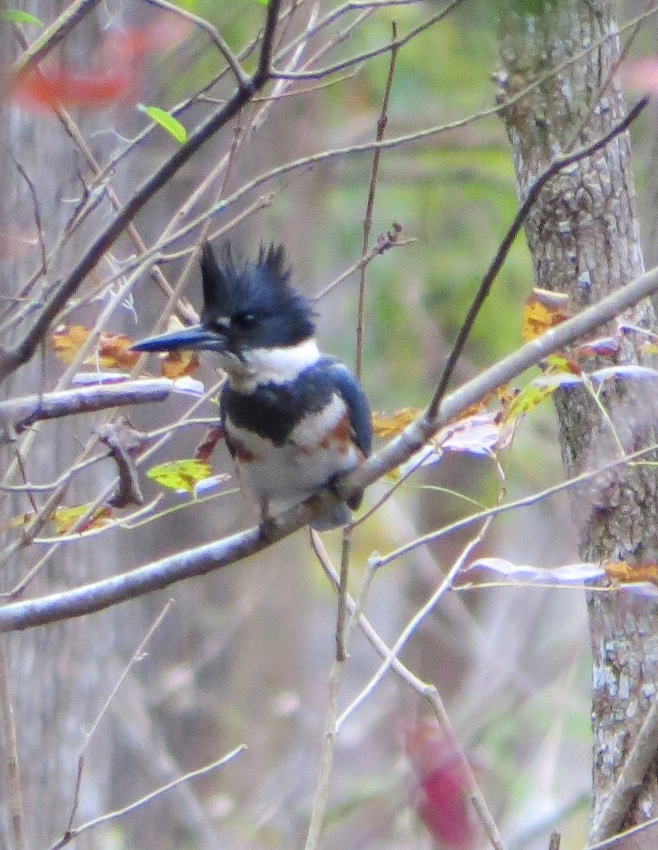 Belted Kingfisher - ML614613869