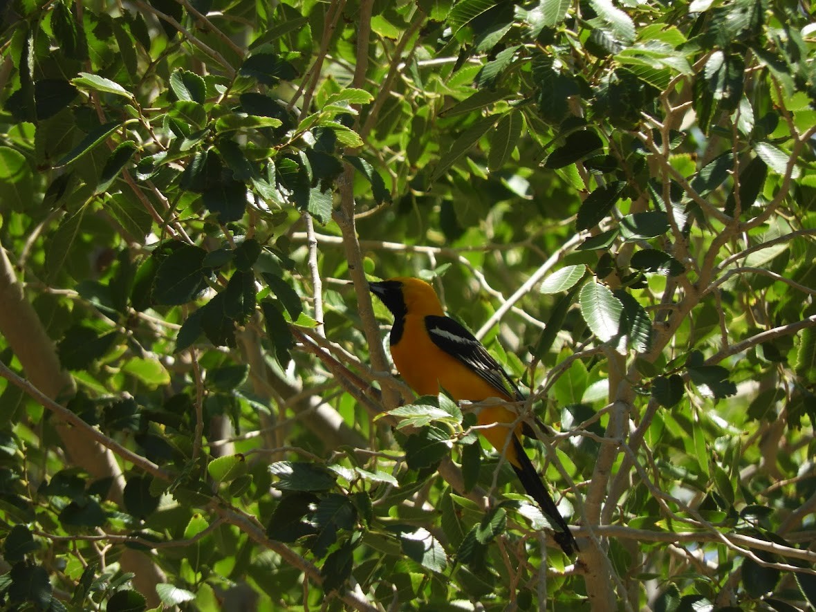 Hooded Oriole - Asher Perkins