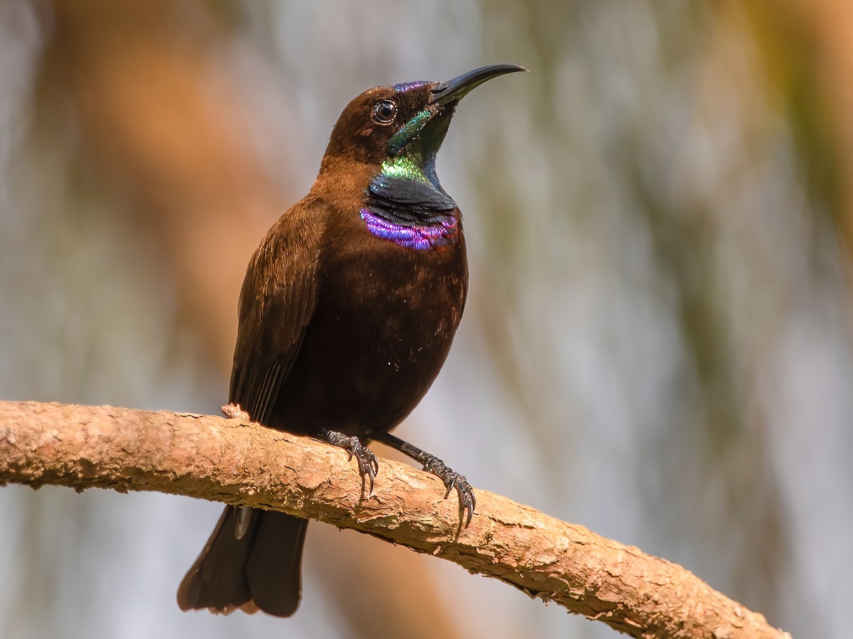 Green-throated Sunbird - Chalcomitra rubescens - Birds of the World