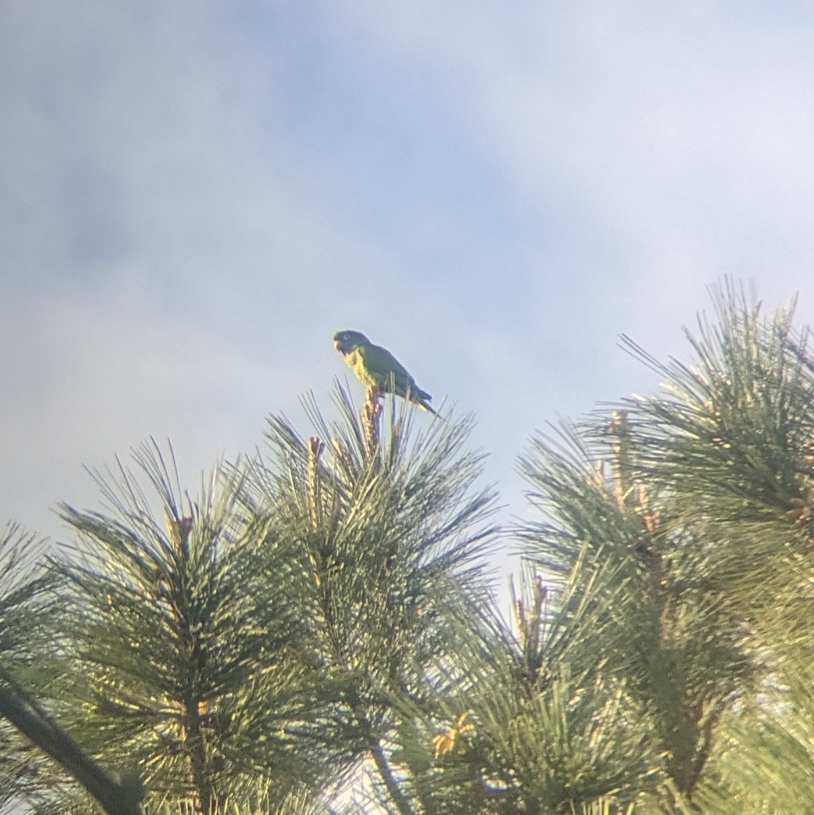 Blue-crowned Parakeet - ML614614387