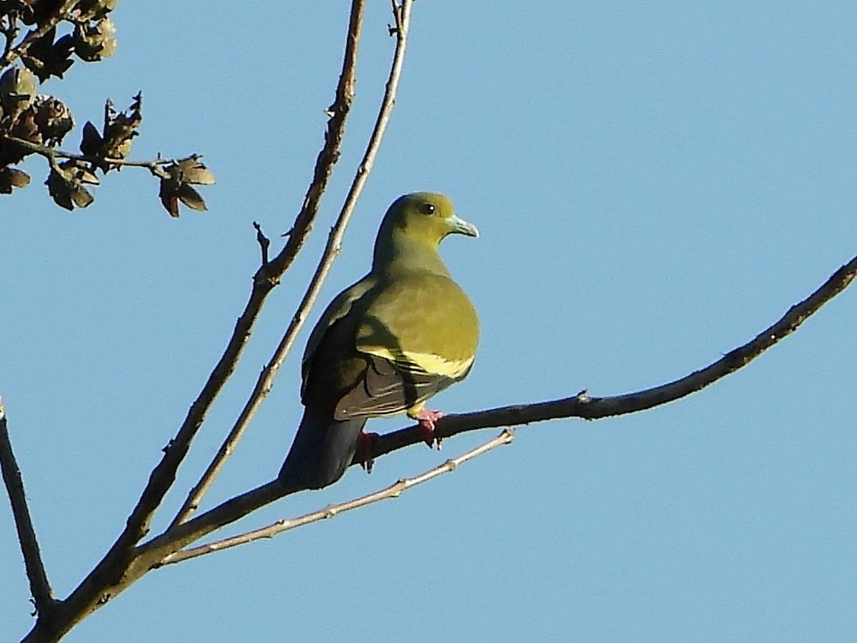 Orange-breasted Green-Pigeon - Barry Reed