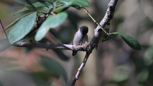 Anna's Hummingbird - ML614614867