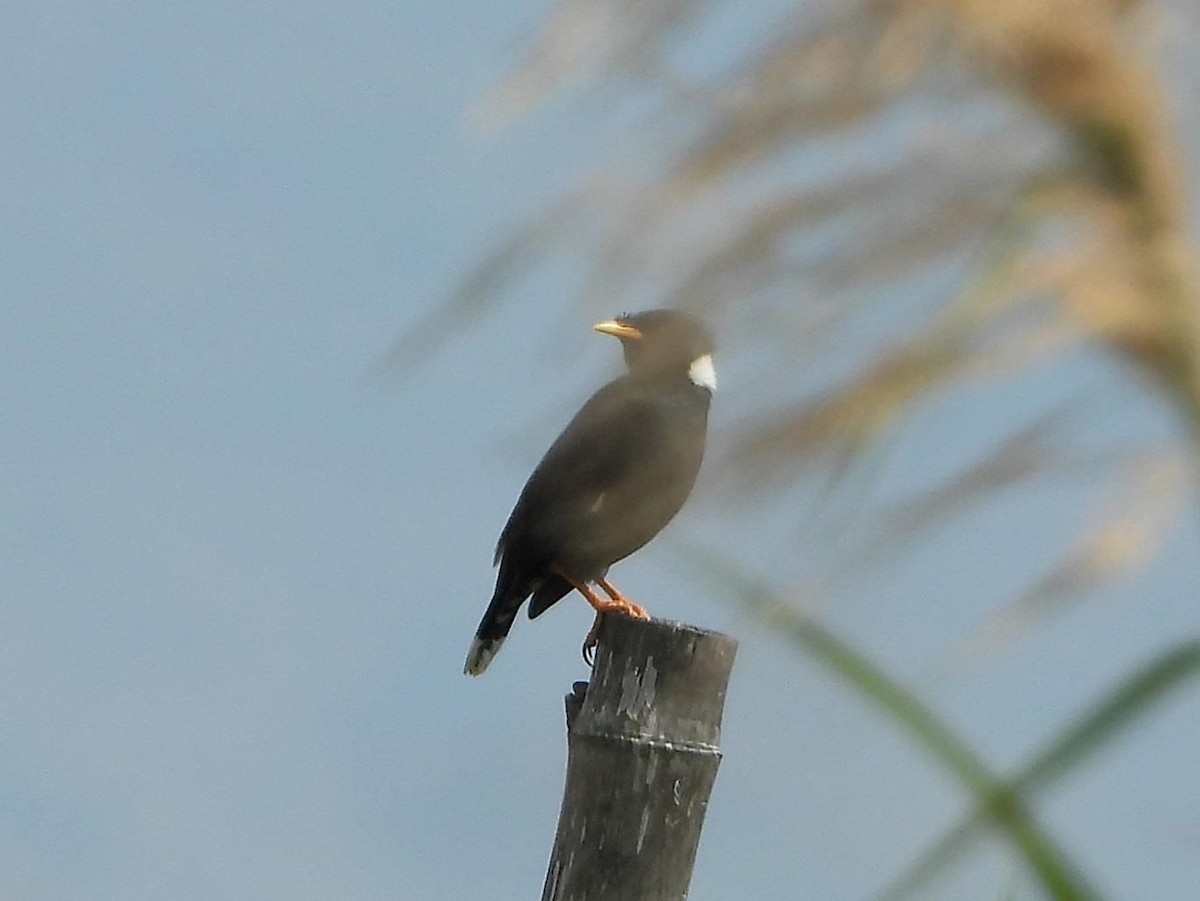 Collared Myna - Barry Reed